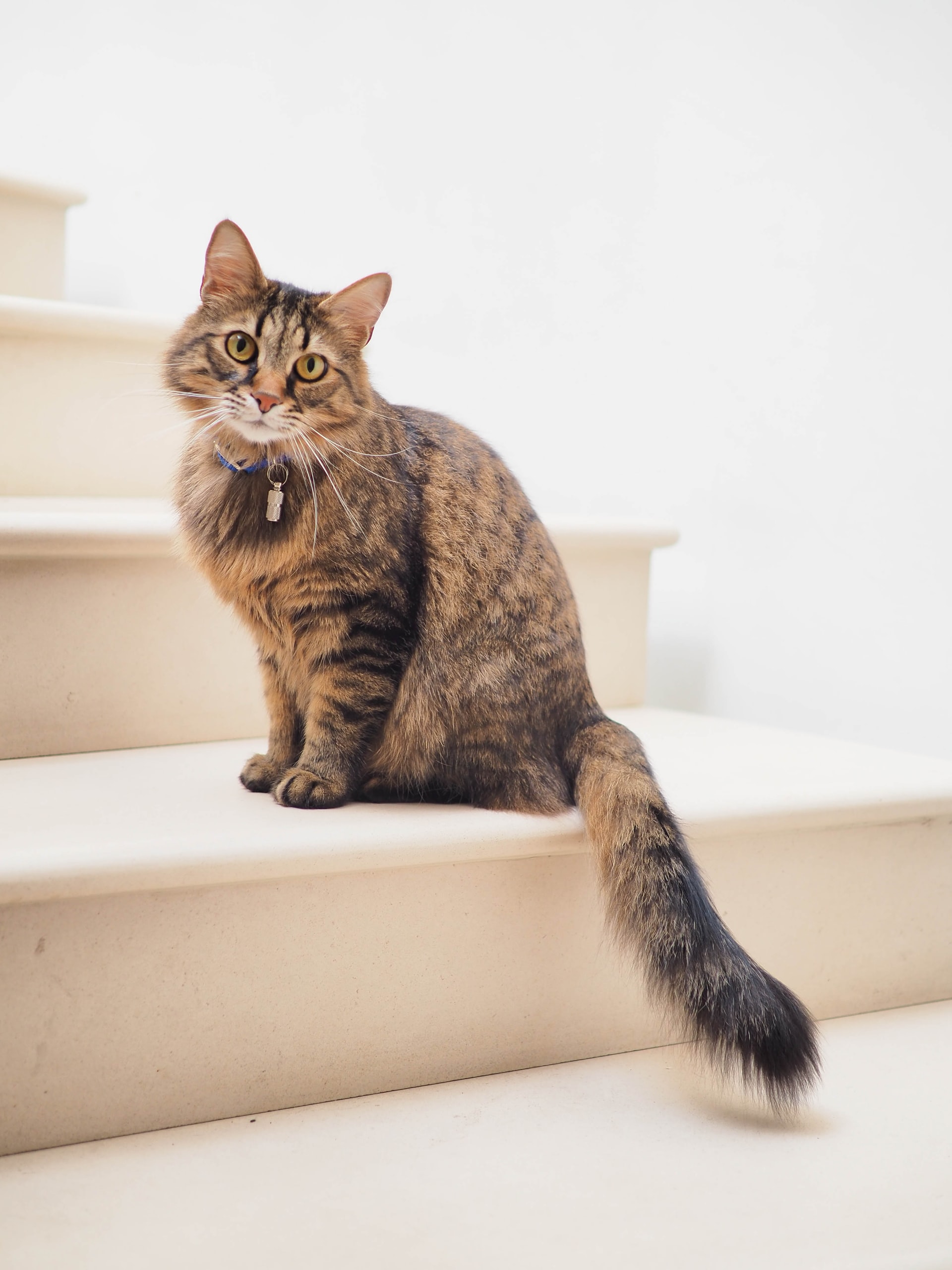 Pasning kat dit eget hjem – KATTECARE
